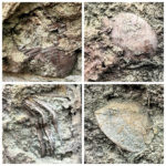 Окаменелости возрастом 460-миллионов лет нашли на доме в Приморском районе
